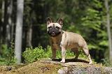 BOULEDOGUE FRANCAIS 360